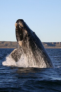 Ballena franca austral nadando en la superficie