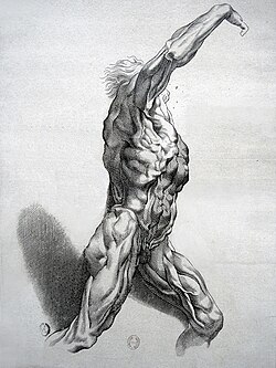 Grabado de un cuerpo desollado o Ecorché según diseño de Rubens