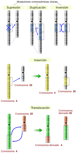 Esquema comparativo con los distintos tipos de mutaciones cromosómicas estructurales