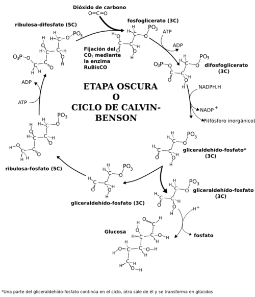 Esquema simplificado del ciclo de Calvin.