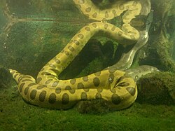Ejemplar de anaconda en el acuario de Nueva Inglaterra.