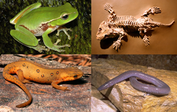 Diversidad de anfibios