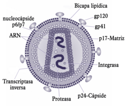 Representación de la estructura detallada del virión del VIH.