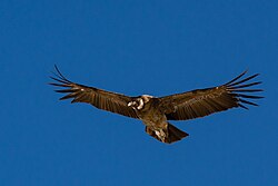 Cóndor sobrevolando el cerro Provincia en Santiago de Chile
