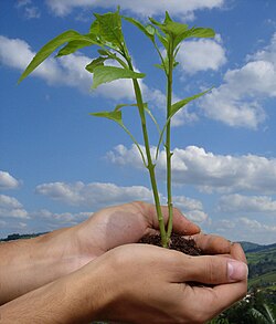 Una planta