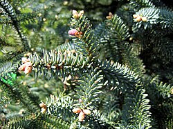 Ejemplar de pinsapo