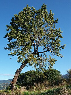 Árbol de aguacate en su entorno natural
