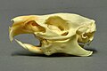 Euhipsodoncia