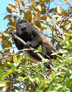 Ejemplar macho de Alouatta palliata en Costa Rica