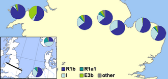 Mapa de la distribución del cromosoma Y a partir de los datos del estudio efectuado por el University College de Londres en 2002.