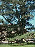 Bosque de cedros del Atlas