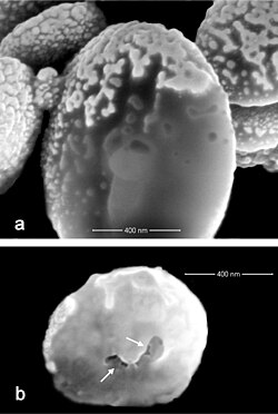 Escleritas de Ovabunda andamaniensis de la familia Xeniidae