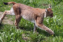Lince boreal de un zoológico mostrando su silueta característica.