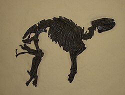 Fósil de tapiroide del yacimiento de Messel