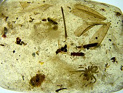 Insectos fosilizados en ámbar