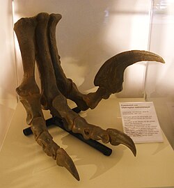 Pata de Utahraptor con garra falciforme