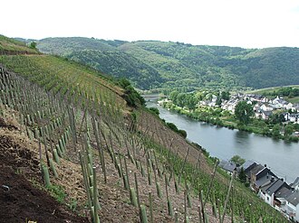 Viñas cultivadas a lo largo del río Mosela en Alemania.