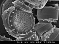 Diatomea a 5000 aumentos bajo microscopio electrónico de barrido