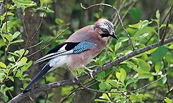 Garrulus glandarius subespecie albipectus