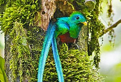 Entorno natural del bosque nuboso en el Biotopo del Quetzal