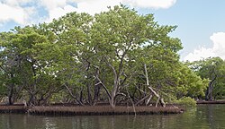 Manglar en La Restinga, Venezuela