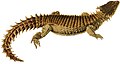 Evolución de los clados de lagartos