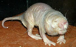 Rata topo lampiña (Heterocephalus glaber)
