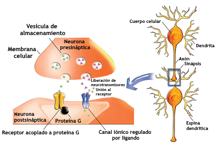 Esquema de una sinapsis química