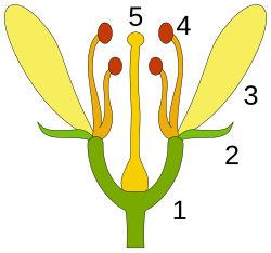 Diagrama esquemático de las partes de la flor con receptáculo, sépalos, pétalos, estambres y pistilo