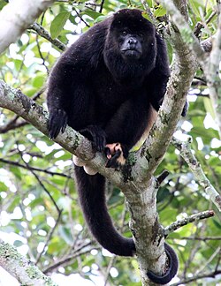 Alouatta palliata en el istmo de Tehuantepec, México