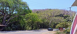 Árboles caducifolios en primavera en la costa mexicana