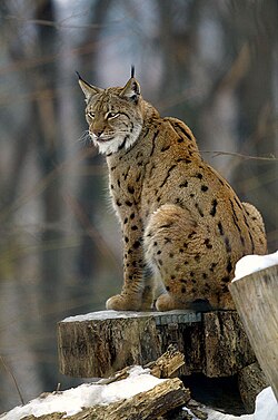 Lince boreal (Lynx lynx) en su hábitat natural.