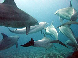 Manada de delfines en el Mar Rojo