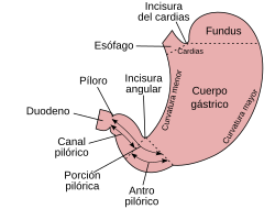 Ilustración detallada de las estructuras anatómicas externas del estómago