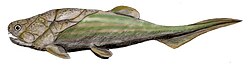 Placodermo, clase extinta de peces