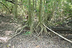 Paisaje del parque nacional Huatulco en Oaxaca, México, que muestra una selva inundable.