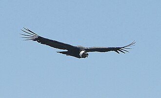 Vultur gryphus en Sudamérica