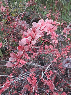 Mata de Berberis thunbergii