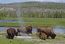 Bisontes pastando en el parque nacional de Yellowstone