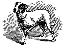 Un pequeño perro vigila a un gato sobre una mesa a partir de una fotografía de Oscar Gustav Rejlander