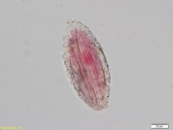 Teca de Clypeolina marginata