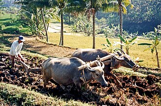 Trabajador rural arando un campo de arroz con un búfalo