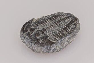 Diminuto trilobites Elrathia kingii