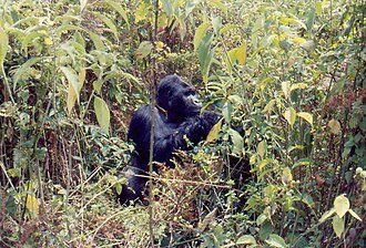 Gorila de montaña en las montañas Virunga