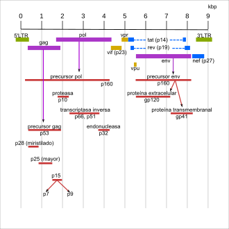 Esquema organizativo del genoma del VIH-1.