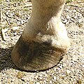El caballo tiene una sola pezuña