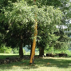 Daños en un árbol tras el impacto de un rayo