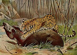 Jaguar, uno de los depredadores naturales del tapir amazónico