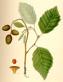 Ilustración botánica del Alnus incana