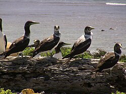 Aves marinas agrupadas en el hábitat natural de la isla